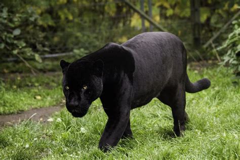 black panther wildlife habits and habitat Kindle Editon